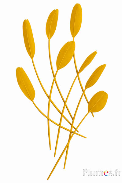 Rispe Schwan Seide - 25-30 cm - curry